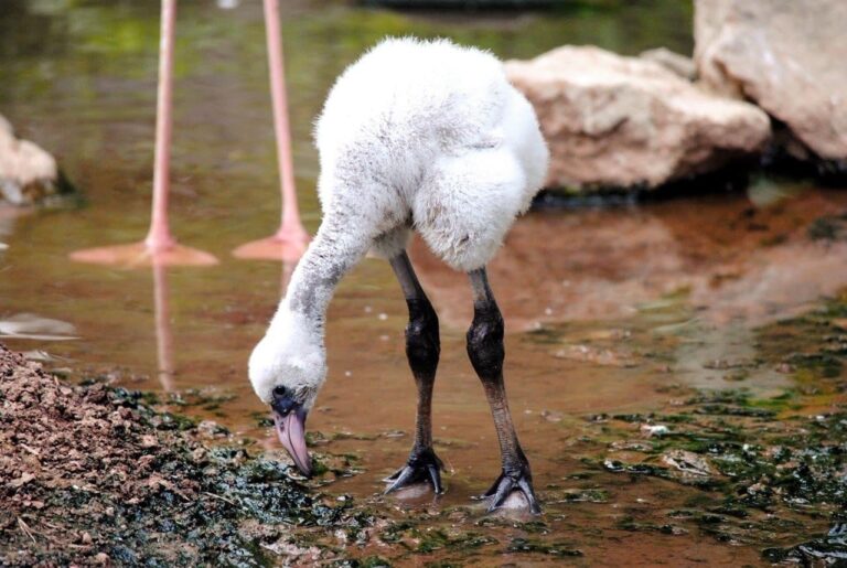 Social Distance Fun at Philadelphia Zoo and New Chick Alert