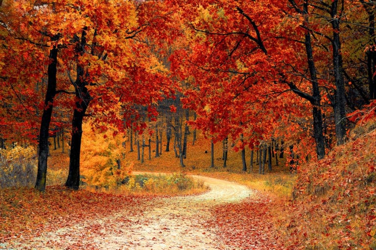 fall trees and leaves