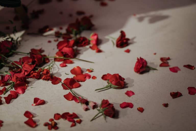 Valentine's Day