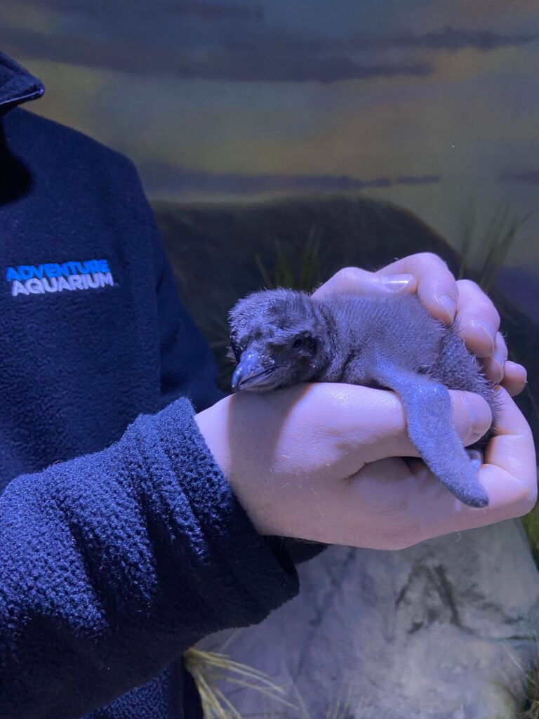 Courtesy of Adventure Aquarium
