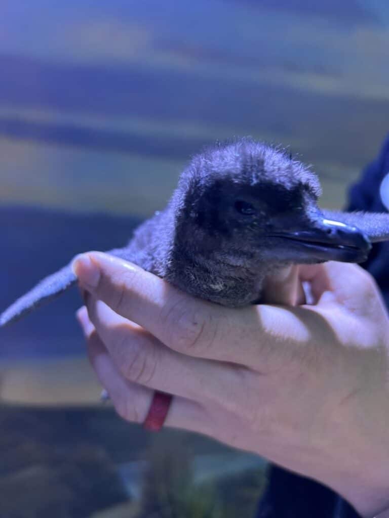 Courtesy of Adventure Aquarium Courtesy of Adventure Aquarium