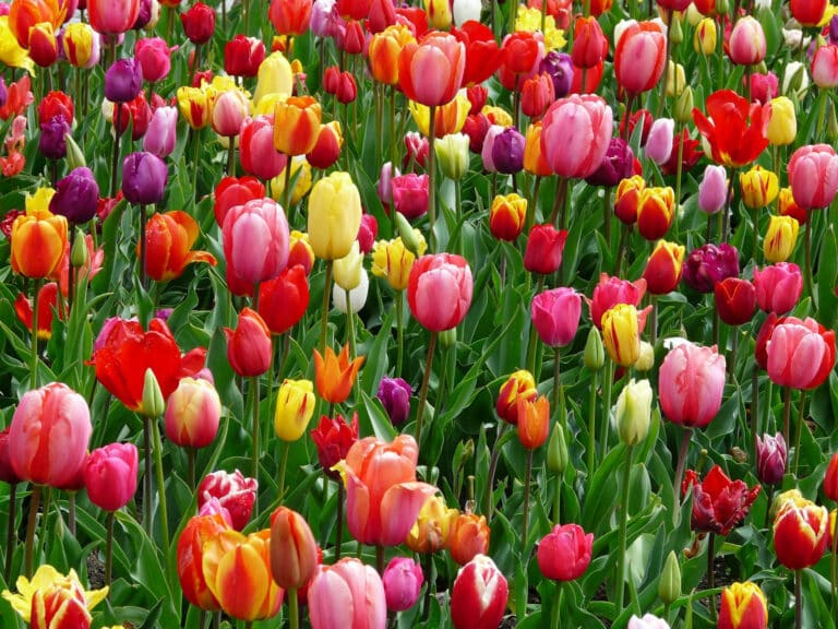 Healthy Habits for the Spring