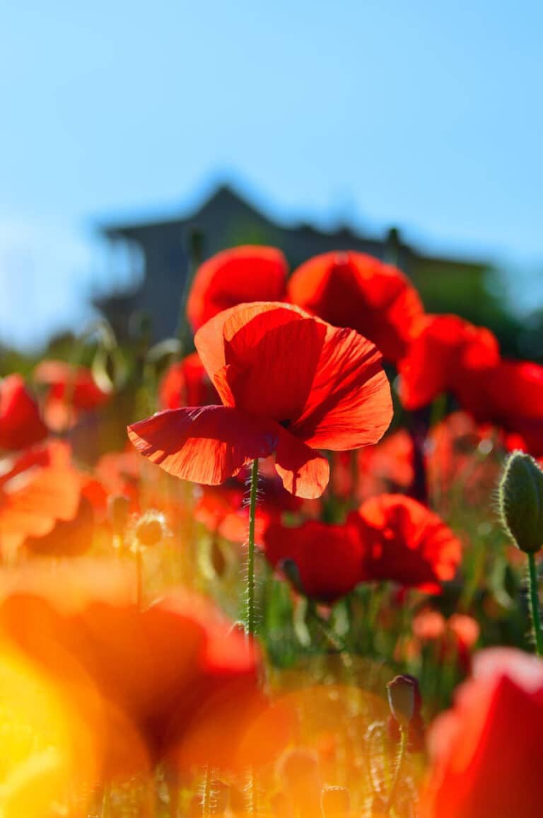 10 Activities for Spring and Wellness