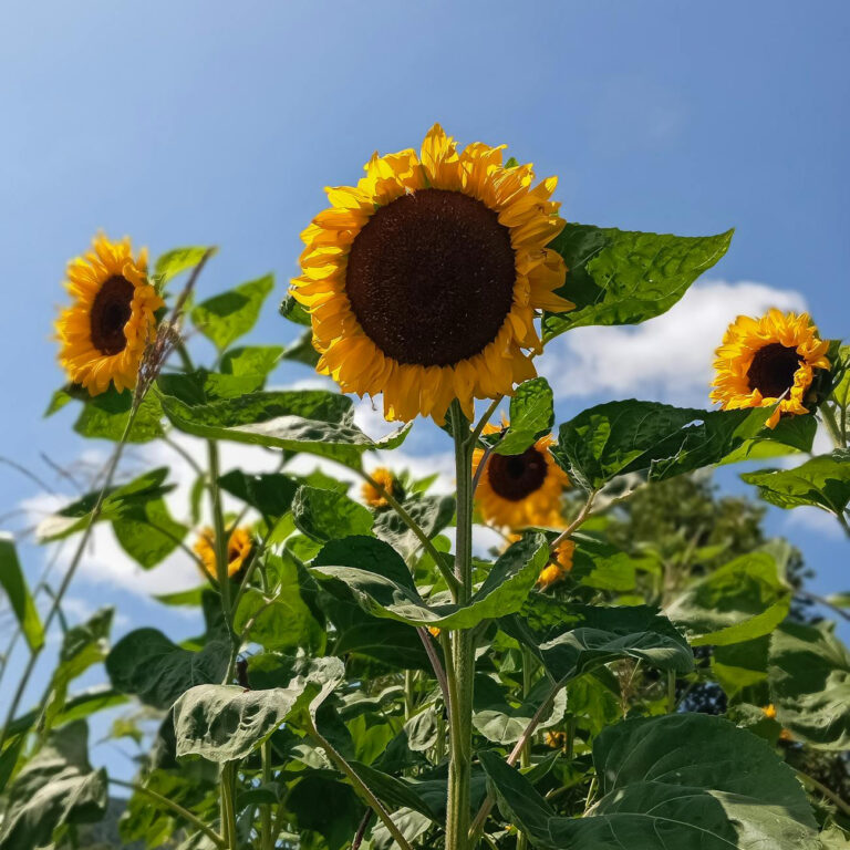 Goodbye Summer, Hello Fall: A Season of Sunlight, Sweat, and Soft Goodbyes