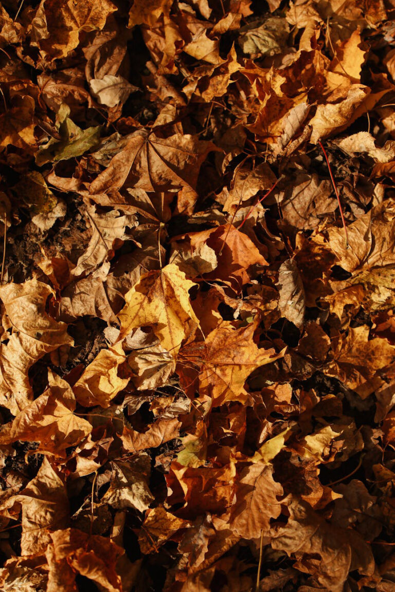 October’s Quiet Magic: Wellness That Doesn’t Break the Bank